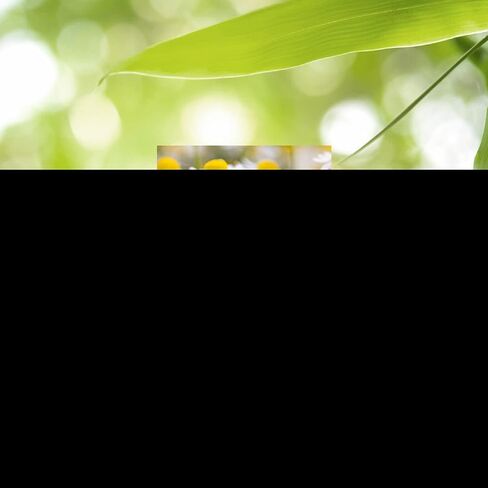 Nature's Sunshine البابونج، 100 كبسولة in Kuwait