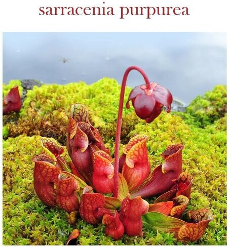 HPDC+ إبريق الصحة والتغذية S. Pox Plant/Sarracenia Purpurea صبغة - مستخلص الصبغة - 1 أونصة سائلة / 30 مل (1.00 أونصة سائلة / 30 مل) in Kuwait