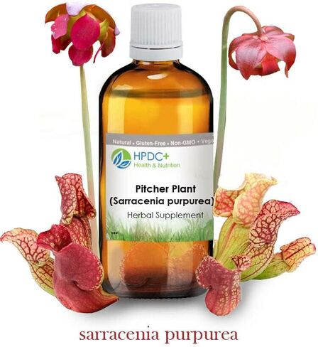 HPDC+ إبريق الصحة والتغذية S. Pox Plant/Sarracenia Purpurea صبغة - مستخلص الصبغة - 1 أونصة سائلة / 30 مل (1.00 أونصة سائلة / 30 مل) in Kuwait