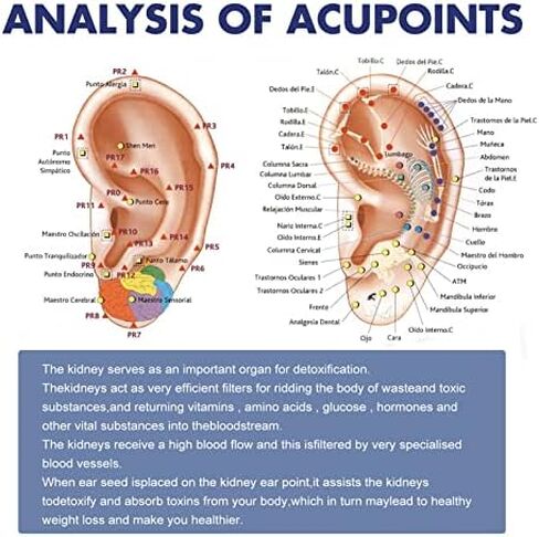 مجموعة الوخز بالابر المغناطيسية لانقاص الوزن والوخز بالابر لازالة بذور ضغط الاذن لازالة الهالات السوداء in Kuwait