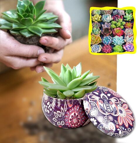 EUPNHY 16 Pack Scented Candles Gift Set 2.5oz Strong Fragrance Aromatherapy Candle Set Soy Wax Decorative Candles for Home Scented Bath and Body Works Candles Relaxation Gifts for Women. in Kuwait