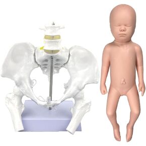 نموذج الحوض الأنثوي المرن بالحجم الطبيعي مع نموذج الطفل، بما في ذلك رؤوس عظم الفخذ والمفاصل، وأدوات ومستلزمات تعليم الولادة من Doula CBE، والتشريح، والغرض من التدريس والدراسة in Kuwait