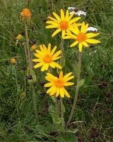 Arnica Flowers Dried | 6oz | salves ointment | Heterotheca inuloides | The Bloomin Herb Shoppe | Bulk in Saudi Arabia