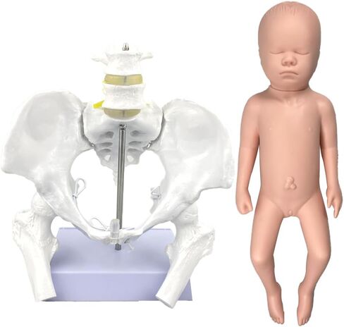 نموذج الحوض الأنثوي المرن بالحجم الطبيعي مع نموذج الطفل، بما في ذلك رؤوس عظم الفخذ والمفاصل، وأدوات ومستلزمات تعليم الولادة من Doula CBE، والتشريح، والغرض من التدريس والدراسة in Kuwait