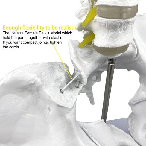 نموذج الحوض الأنثوي المرن بالحجم الطبيعي مع نموذج الطفل، بما في ذلك رؤوس عظم الفخذ والمفاصل، وأدوات ومستلزمات تعليم الولادة من Doula CBE، والتشريح، والغرض من التدريس والدراسة in Kuwait