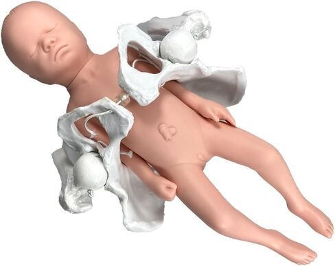 نموذج الحوض الأنثوي المرن بالحجم الطبيعي مع نموذج الطفل، بما في ذلك رؤوس عظم الفخذ والمفاصل، وأدوات ومستلزمات تعليم الولادة من Doula CBE، والتشريح، والغرض من التدريس والدراسة in Kuwait