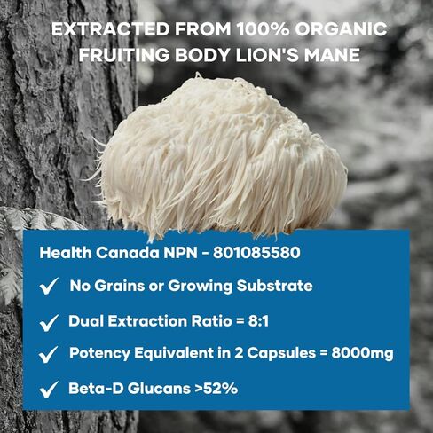 Eversio Wellness Focus Now Organic Lions Mane Mushroom Supplement - 8:1 Lions Mane Dual Extract in 60 Vegan Capsules (500mg) - Brain Booster Supplement >52% Verified Beta-D-Glucans! in Kuwait
