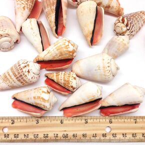 PEPPERLONELY 20PC Natural Strawberry Strombus Conch Sea Shells, 1-1/2 Inch ~ 2-1/4 Inch in Saudi Arabia