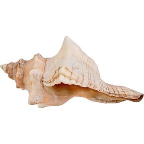 صدفة محارة (6"-7") - قطعة واحدة - صدف ثعلب مخطط لديكور حفلات الزفاف على الشاطئ - الحرف الفنية in Kuwait