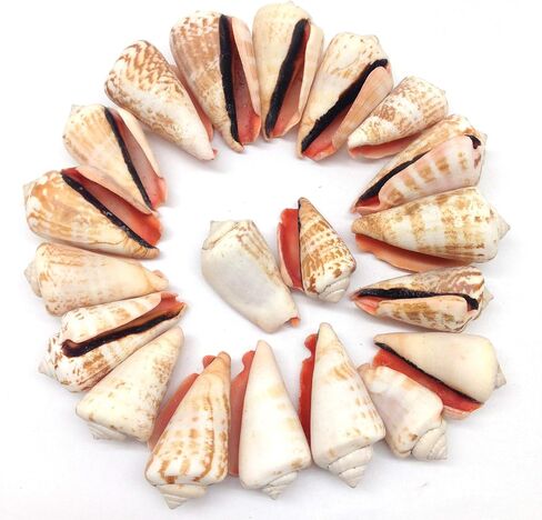 PEPPERLONELY 20PC Natural Strawberry Strombus Conch Sea Shells, 1-1/2 Inch ~ 2-1/4 Inch in Saudi Arabia
