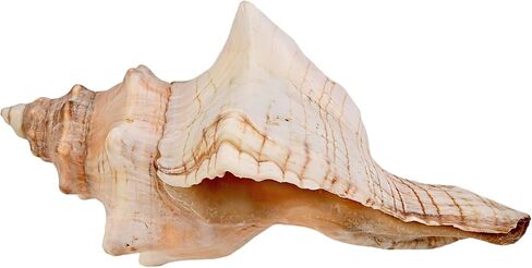 صدفة محارة (6"-7") - قطعة واحدة - صدف ثعلب مخطط لديكور حفلات الزفاف على الشاطئ - الحرف الفنية in Kuwait