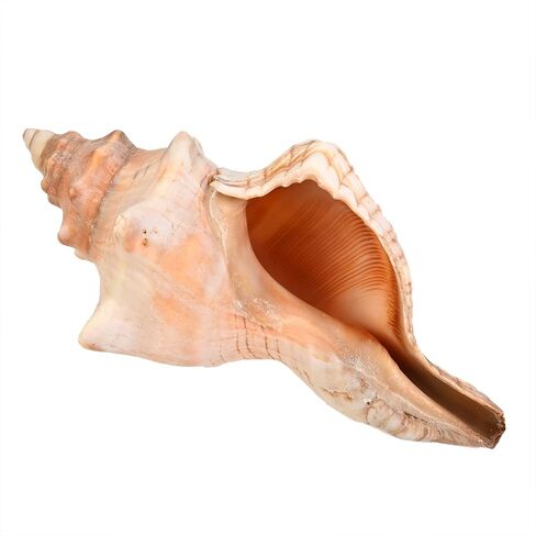 صدفة محارة (6"-7") - قطعة واحدة - صدف ثعلب مخطط لديكور حفلات الزفاف على الشاطئ - الحرف الفنية in Kuwait