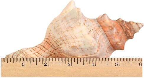 صدفة محارة (6"-7") - قطعة واحدة - صدف ثعلب مخطط لديكور حفلات الزفاف على الشاطئ - الحرف الفنية in Kuwait