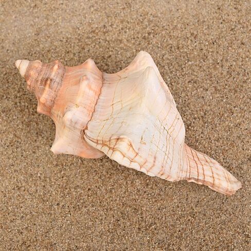 صدفة محارة (6"-7") - قطعة واحدة - صدف ثعلب مخطط لديكور حفلات الزفاف على الشاطئ - الحرف الفنية in Kuwait
