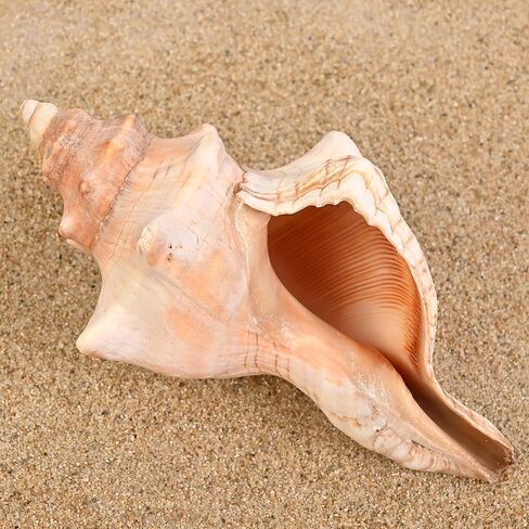 صدفة محارة (6"-7") - قطعة واحدة - صدف ثعلب مخطط لديكور حفلات الزفاف على الشاطئ - الحرف الفنية in Kuwait