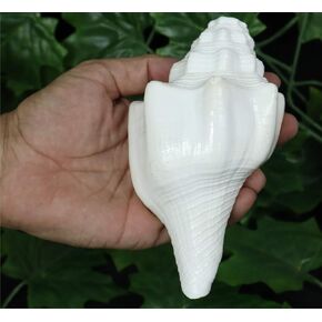 ASHIRWAD Genuine Blowing Shankh Vamavarti Dattatreya - Conch Shell - Puja Ritual - Shankhnaad (6.8 inches)