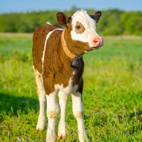 Coloch 20 Pack Grazing Copper Cow Bells, Metal Farm Animal Anti Lost Bells Loud Bronze Bell Small Brass Calling Bells for Grazing Cattle, Horses, Sheep in Kuwait
