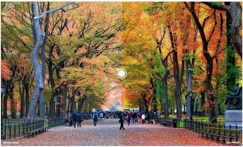 اوكلي نظارة شمسية بيتا من لاتش بحبر زيتوني مع عدسات بريزم تنجستن، لون زيتوني، مقاس واحد in Kuwait