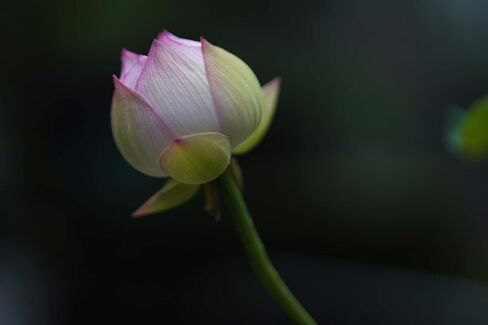 سيجما 85 ملم F1.4 DG DN Sony E (322965) (متجدد) in Saudi Arabia