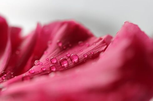 Canon EF 100mm f/2.8L هي عدسة USM Macro لكاميرات Canon الرقمية SLR - الإصدار العالمي in Kuwait