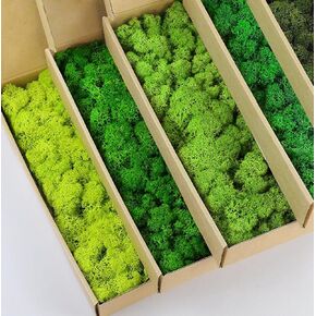 Preserved Reindeer Moss Natural Green DIY Kit Gardenning Art Wall Decor Florist Decor Easter Table Decor Wedding in Kuwait
