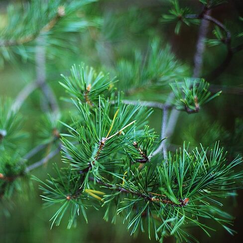 بيربل ستار 80 قطعة من إبر الصنوبر الخضراء الاصطناعية - 4.0 بوصة × 2.0 بوصة أغصان الصنوبر سيقان اللقطات - أعواد الصنوبر الخضراء المزيفة لإكليل عيد الميلاد وديكور حديقة العطلات المنزلية (80 قطعة) in Kuwait