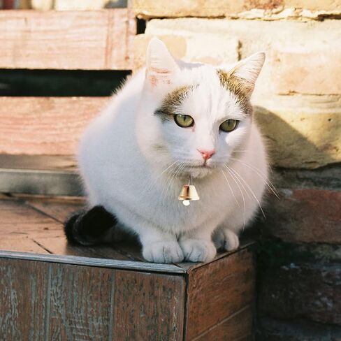 40 Pieces Christmas Jingle Bells Gold Jingle Bells Metal Craft Bells Small Bell DIY Bells for Wreath, Holiday Home and Hanging Christmas Wind Chimes Making in Kuwait