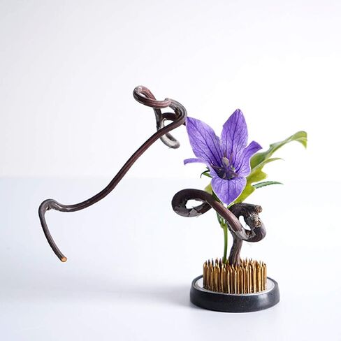 زهرة الضفدع حامل دائري دبوس الضفدع لترتيب الزهور (2.4 بوصة) in Kuwait