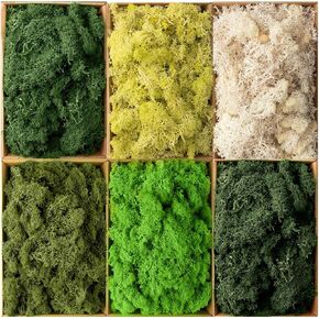 Preserved Moss Reindeer Moss Bulk Moss for Crafts Natural Dried Multicolored Floral Moss for DIY Arts Wall Home Office Terrariums Wedding Centerpieces Decoration(Novel, 2.2 lb)