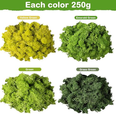 طحالب الرنة المحفوظة، طحالب السائبة للحرف اليدوية، طحالب الزهور الطبيعية المجففة متعددة الألوان لفنون الحائط المنزلية والمكتبية، زينة قطع مركزية للزفاف (رواية، 2.2 رطل) in Kuwait