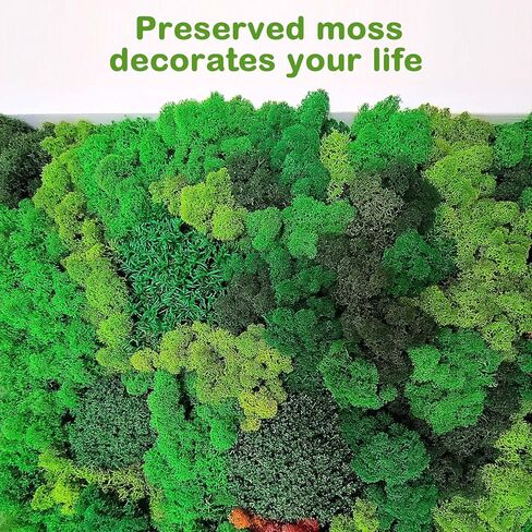 طحالب الرنة المحفوظة، طحالب السائبة للحرف اليدوية، طحالب الزهور الطبيعية المجففة متعددة الألوان لفنون الحائط المنزلية والمكتبية، زينة قطع مركزية للزفاف (رواية، 2.2 رطل) in Kuwait