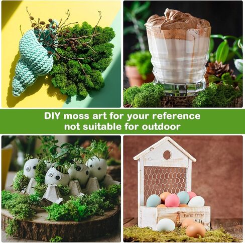 طحالب الرنة المحفوظة، طحالب السائبة للحرف اليدوية، طحالب الزهور الطبيعية المجففة متعددة الألوان لفنون الحائط المنزلية والمكتبية، زينة قطع مركزية للزفاف (رواية، 2.2 رطل) in Kuwait