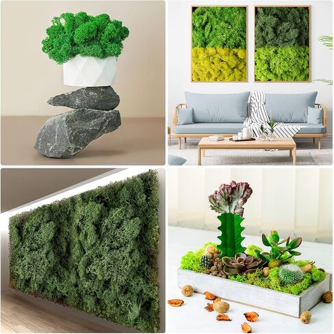 طحالب الرنة المحفوظة، طحالب السائبة للحرف اليدوية، طحالب الزهور الطبيعية المجففة متعددة الألوان لفنون الحائط المنزلية والمكتبية، زينة قطع مركزية للزفاف (رواية، 2.2 رطل) in Kuwait