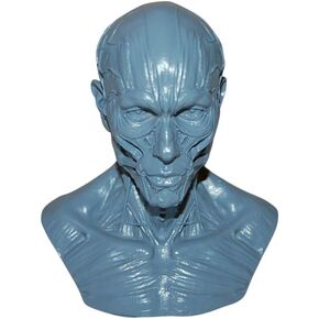 HSOMiD نموذج بشري لتشريح عظمة رأس الجمجمة، حجم صغير، دراسة رسم الفنان الطبي (2) in Kuwait