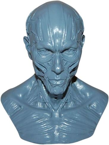 HSOMiD نموذج بشري لتشريح عظمة رأس الجمجمة، حجم صغير، دراسة رسم الفنان الطبي (2) in Kuwait