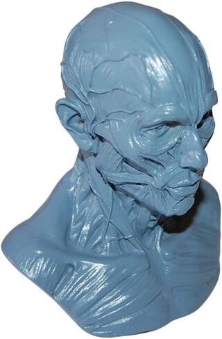 HSOMiD نموذج بشري لتشريح عظمة رأس الجمجمة، حجم صغير، دراسة رسم الفنان الطبي (2) in Kuwait