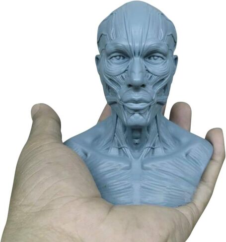 HSOMiD نموذج بشري لتشريح عظمة رأس الجمجمة، حجم صغير، دراسة رسم الفنان الطبي (2) in Kuwait