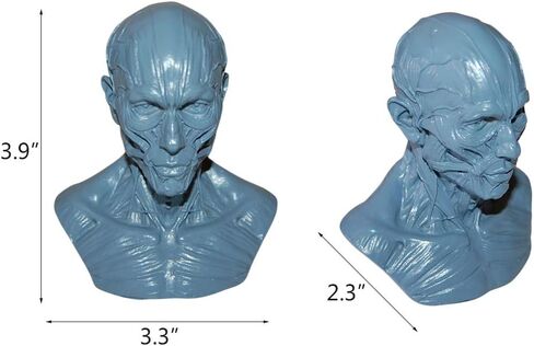 HSOMiD نموذج بشري لتشريح عظمة رأس الجمجمة، حجم صغير، دراسة رسم الفنان الطبي (2) in Kuwait