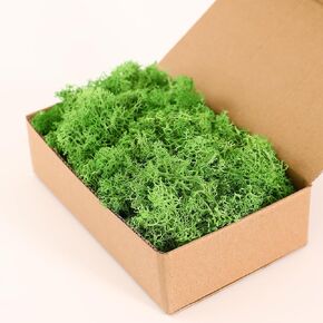 Moss Preserved, Craft Reindeer Green Decorative Moss for Enchanted Forest Decorations, Fairy Garden, Party, Art Wall, Indoor Potted Plants,Table, Terrariums, Bonsai Decor (2Green,3.6OZ)