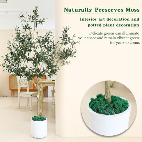 Dallisten Moss المحفوظة، الطحلب الزخرفي الأخضر لحيوان الرنة لتزيين الغابات الساحرة، حديقة خرافية، حفلة، جدار فني، نباتات داخلية بوعاء، طاولة، مرابي حيوانات، ديكور بونساي (أحمر، 3.6 أونصة) in Kuwait