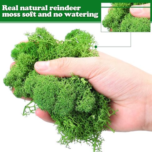1.32 lbs Moss Preserved 21.2 oz Green Moss Preserved Reindeer Moss Bulk Artificial Moss Decorative DIY Kit for Craft Wall Decor Fairy Gardens Terrariums Art Project Table Floral Decor in Saudi Arabia