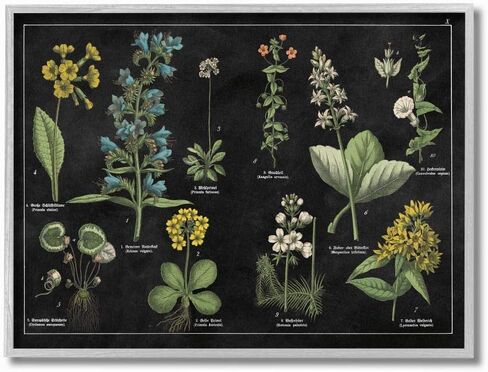 Stupell Industries Antique Flower Chart Scientific Botanical Print, Designed by Wild Apple Portfolio Wall Art, 24 x 30, Canvas in Saudi Arabia