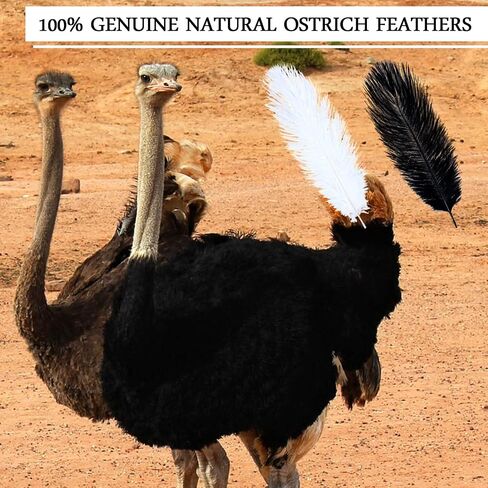 100 Pcs Natural Ostrich Feathers 8-10 Inch/ 20-25 cm Plumes Feathers for Crafts White Black Ostrich Feathers Bulk for DIY Home Decoration Christmas Wedding Party Centerpieces Vase Decor in Saudi Arabia