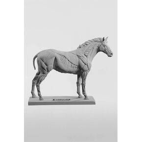 التشريح الكلي ثلاثي الأبعاد: شكل الخيول in Kuwait