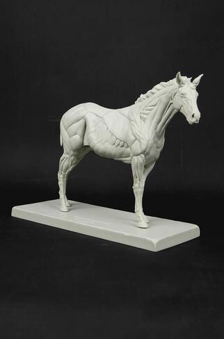 التشريح الكلي ثلاثي الأبعاد: شكل الخيول in Kuwait