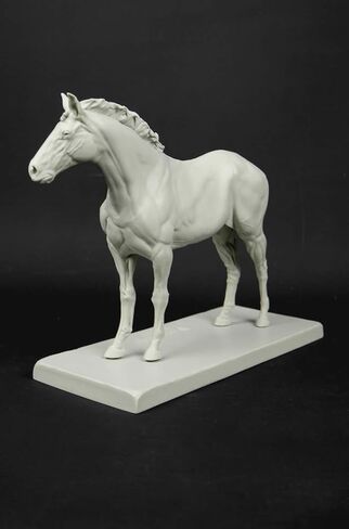 التشريح الكلي ثلاثي الأبعاد: شكل الخيول in Kuwait