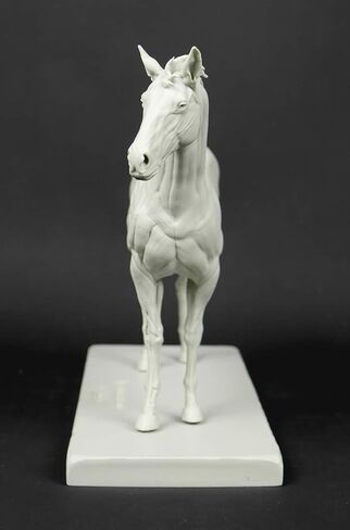 التشريح الكلي ثلاثي الأبعاد: شكل الخيول in Kuwait