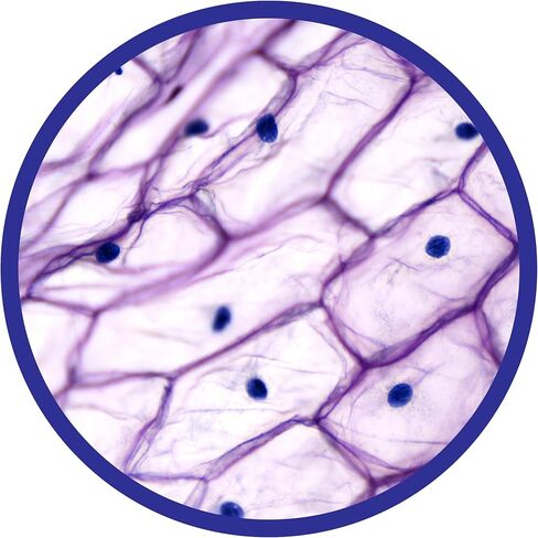 Brainstorm Toys 450X Illuminated Microscope Designed for Children Ages 8+ Years, Multi-Colour (Model: E2070) in Kuwait