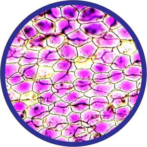 Brainstorm Toys 450X Illuminated Microscope Designed for Children Ages 8+ Years, Multi-Colour (Model: E2070) in Kuwait