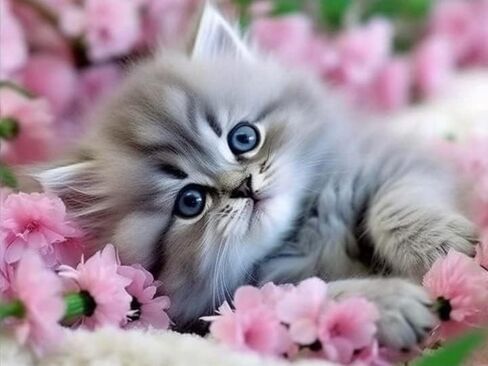 Jungobiu 5D الماس مجموعات الطلاء القط لطيف، DIY الماس الفن الزهور مجموعات الطلاء مع الماس الحفر الكامل جولة الكريستال حجر الراين التطريز المستخدمة للمنزل مكتب الجدار الديكور 12x16 بوصة in Kuwait